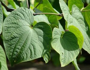 Products: Kava Kava Root (Piper methysticum) Extra Fine Powder