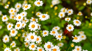 Products: Feverfew (Tanacetum parthenium) Seeds
