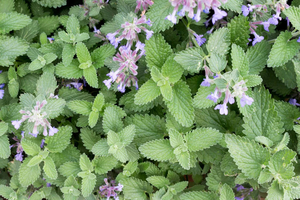 Catnip (Nepeta cataria) Seeds