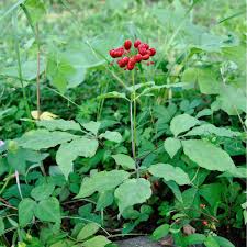 Ginseng (Panax ginseng) Seeds