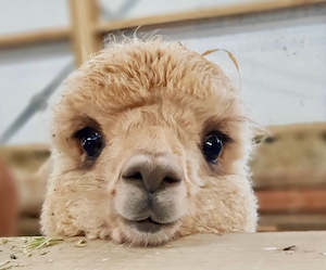 Gift Cards: Shamarra Alpaca Knitwear Gift Card