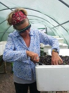 Edible flowers bring a splash of colour to salads. But they add taste, too
