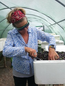 Products: Edible flowers bring a splash of colour to salads. But they add taste, too