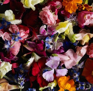 Products: More than cute – they're edible - Shared Kitchen