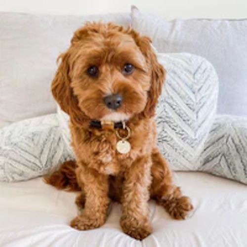 Pets Fur Babies: Ollie and James Name Tag