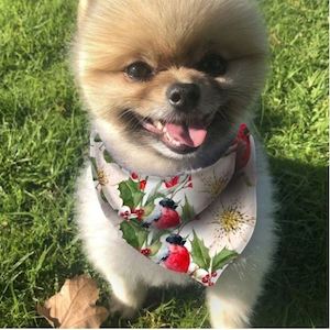 Olives Kitchen Dog Bandana