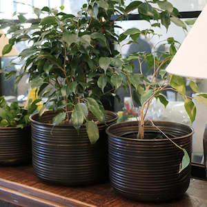 Calypso Planters - Black Antique