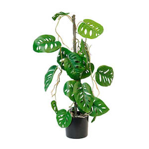House Plants: Faux Plant - Potted Swiss Cheese Vining Plant Potted