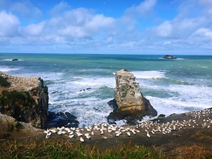 奥克兰周边 鸟岛黑沙滩+鸭子湖+德文波特小镇 中文司导 一日&hellip;