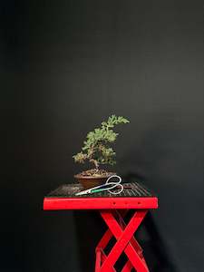All Bonsai Trees: Japanese Juniper Bonsai