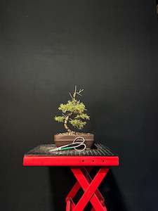 All Bonsai Trees: Juniper pfitzer Bonsai