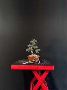 Juniper media blaauw Bonsai