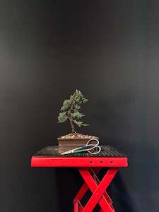 Juniper media blaauw Bonsai