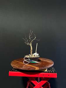 Bonsai: European Hornbeam