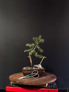 Atlas Cedar Bonsai