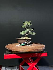Atlas Cedar Bonsai