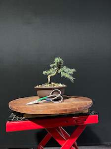 Atlas Cedar Bonsai