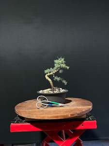 Atlas Cedar Bonsai