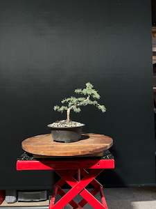 Atlas Cedar Bonsai