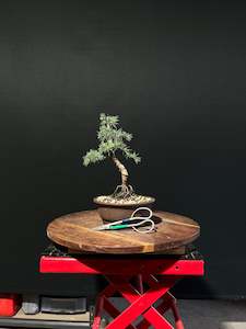 Atlas Cedar Bonsai