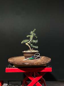 Atlas Cedar Bonsai