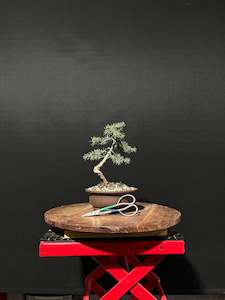Atlas Cedar Bonsai