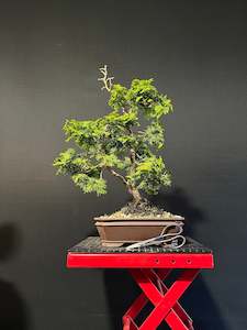 Hinoki Cypress Bonsai