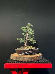 Juniper media blaauw Bonsai