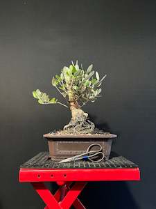 All Bonsai Trees: Feijoa Bonsai