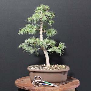 Himalayan Cedar