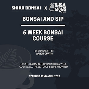 6 Week Beginners Bonsai Course - Starting 22nd April 2025