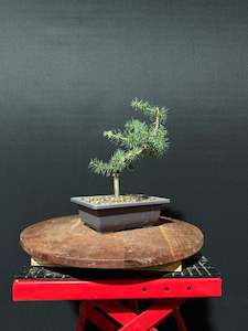 Atlas Cedar Bonsai