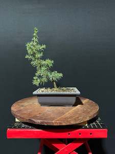 Atlas Cedar Bonsai