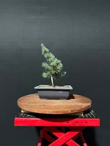 Atlas Cedar Bonsai