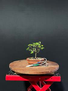Chinese Elm Bonsai