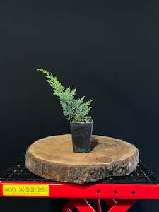 Starter Bonsai Range: Juniperus chinensis 'media blaauw' -plug grown