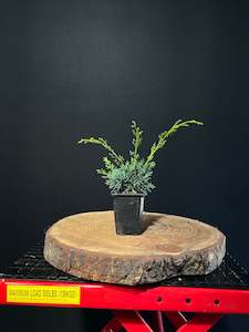 Starter Bonsai Range: Juniperus chinensis 'Shimpaku' -plug grown