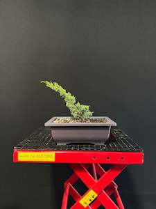 Juniper Starter Bonsai