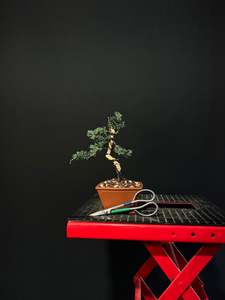 Juniper media blaauw Bonsai
