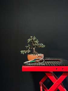 All Bonsai Trees: Blue Star Juniper Bonsai