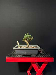 Starter Bonsai Range: Italian Stone Pine