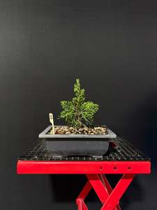 Juniperus chinensis 'kaizuka'