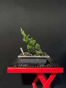 Juniperus chinensis 'kaizuka'