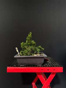 Juniperus chinensis 'kaizuka'