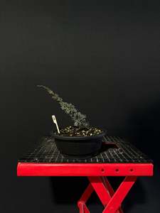 Juniperus x media blaauw