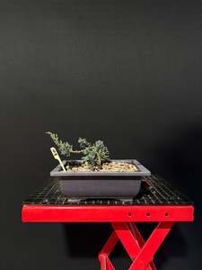 Juniperus x media blaauw