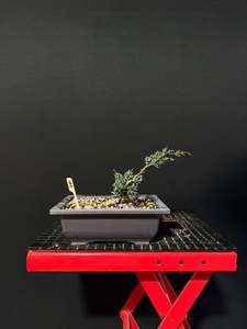 Juniperus x media blaauw