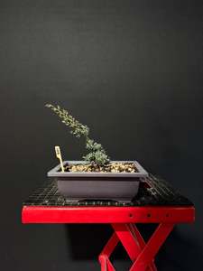 Juniperus x media blaauw