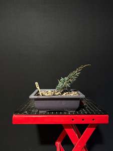 Juniperus x media blaauw