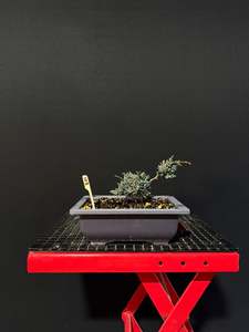 Juniperus x media blaauw